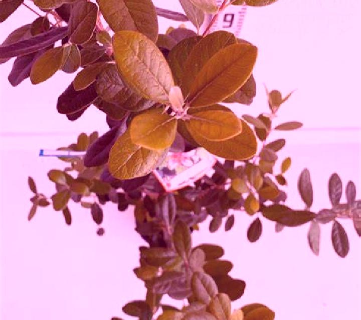 Cayetana Padiernos escort