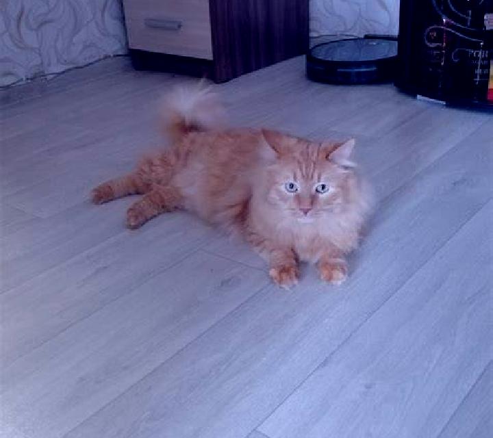 Nora 3 El Coronil escort