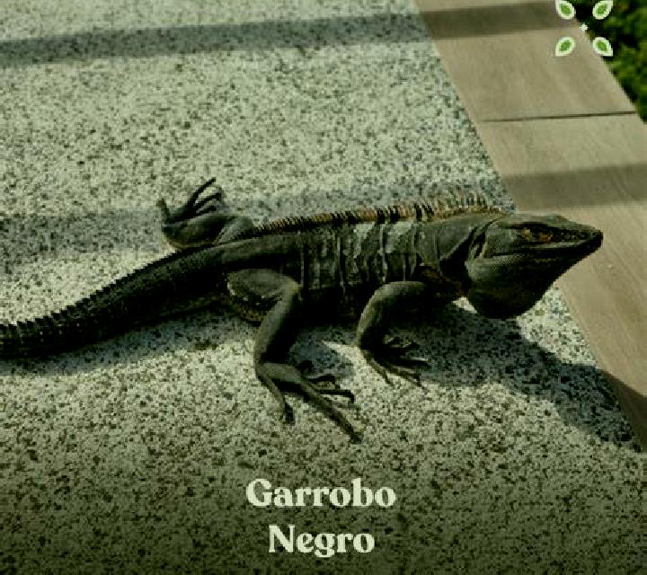 Rocío El Garrobo escort